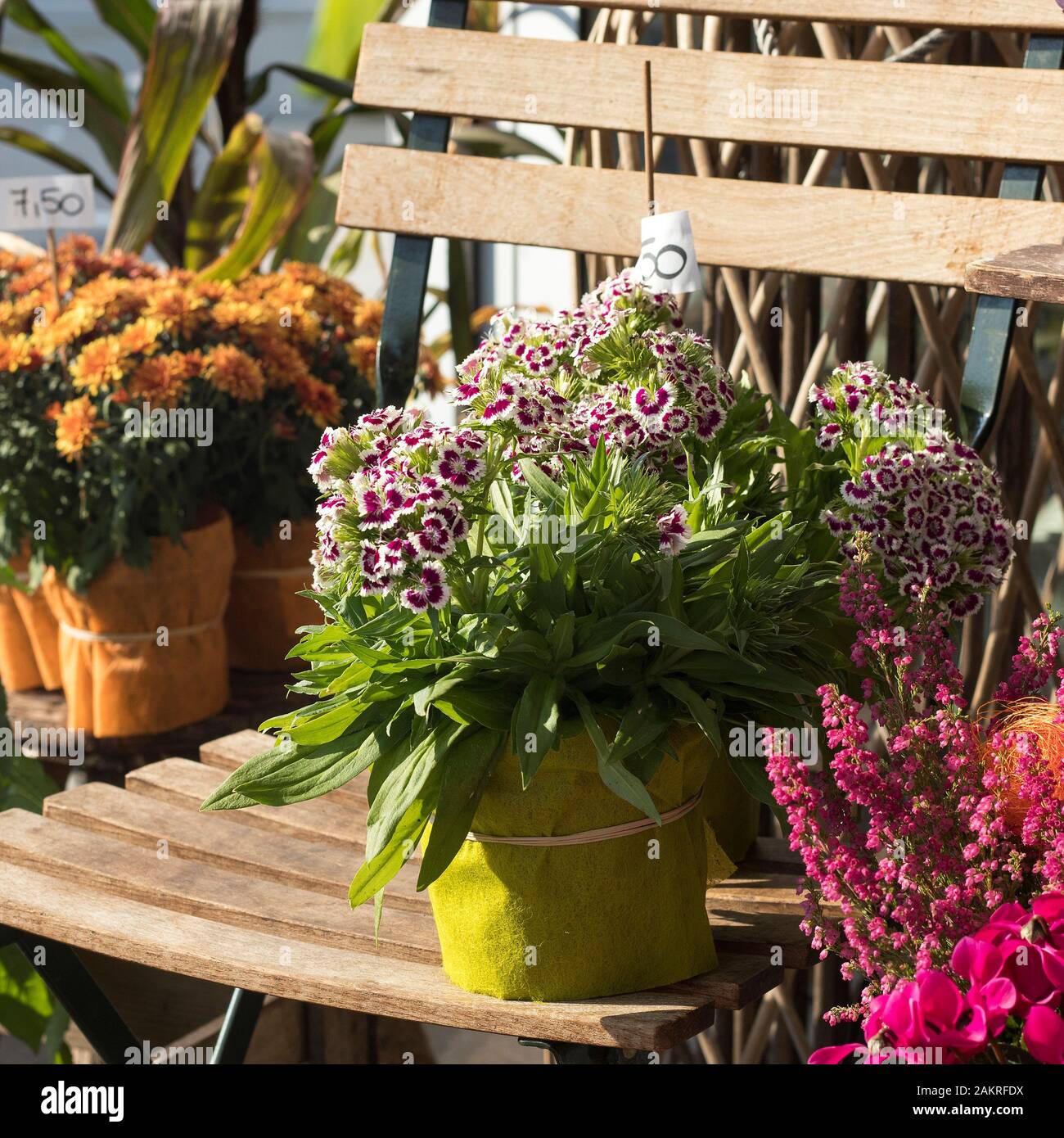 Yellow chrysanthemums and field carnations for sale at the entrance to the flower shop Stock Photo