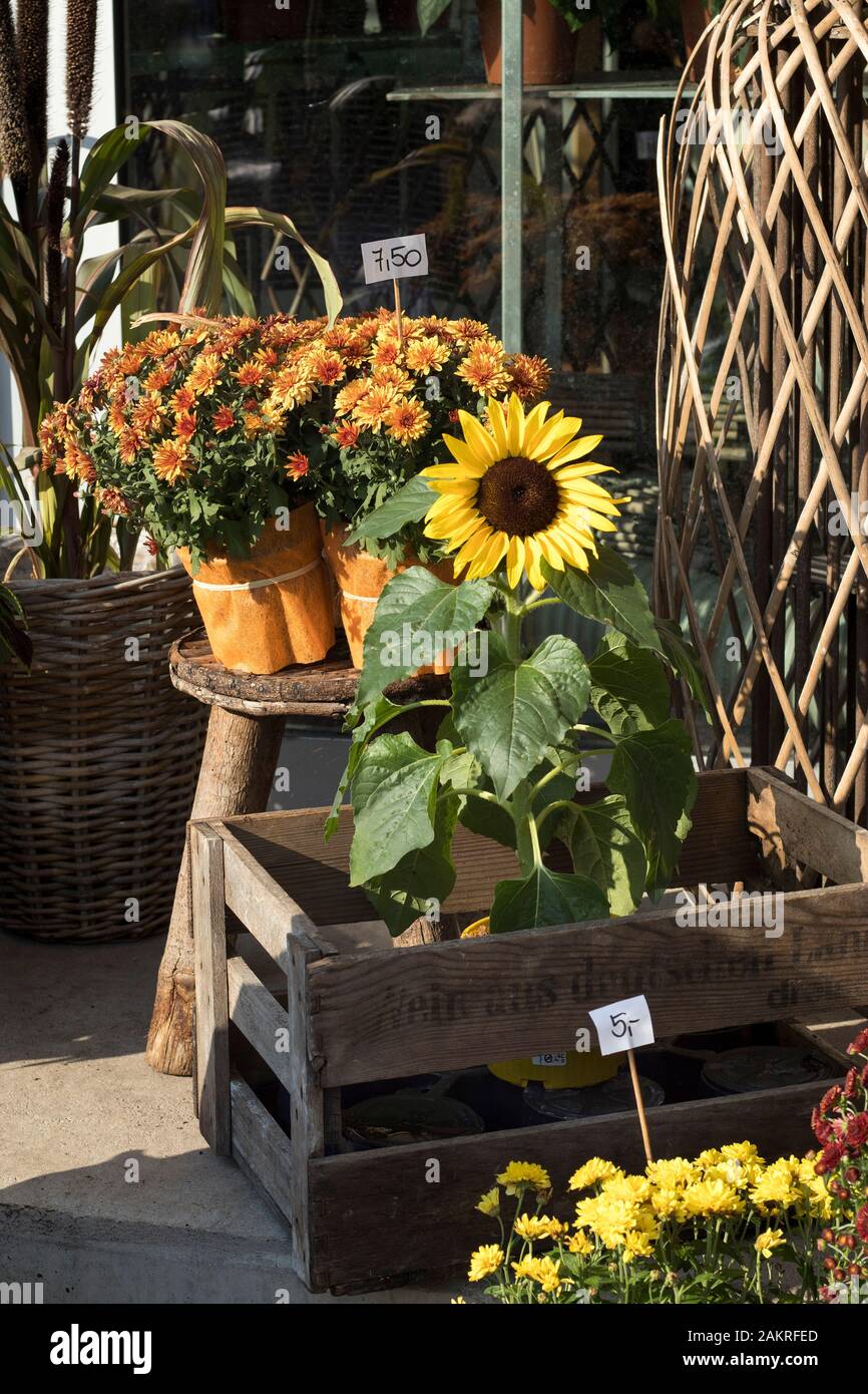 Yellow chrysanthemums and field carnations for sale at the entrance to the flower shop Stock Photo