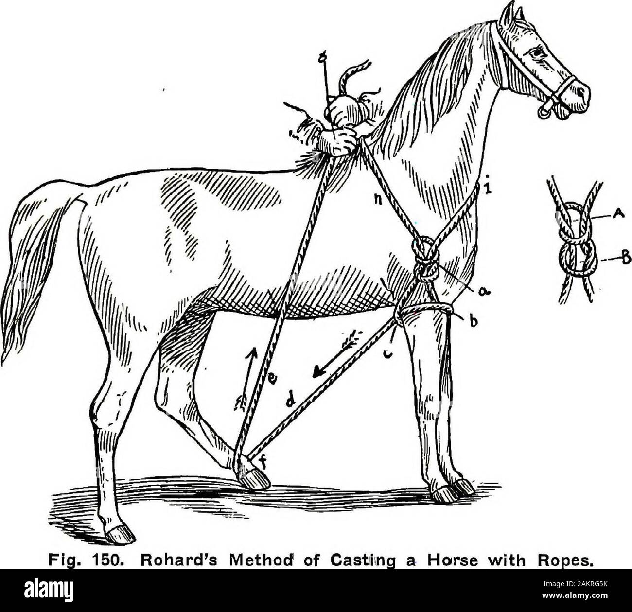 Restraint of domestic animals; a book for the use of students and practitioners; 312 illustrations from pen drawings and 26 half tones from original photographs . Harness as IVIodified byAbllgaard. Bohards Method of Casting amd Restraining a Horse With Ropes. The rope method of Rohard, Eigure 150, is simple in itsconstruction and convenient in its application. It is intendedto be used in casting and restraining wild, nervous or viciousanimals on occasions where sufficient help for other methodsis unavailable. A rope 25 feet long, futnished with a loop inend, is all that is necessary in making Stock Photo