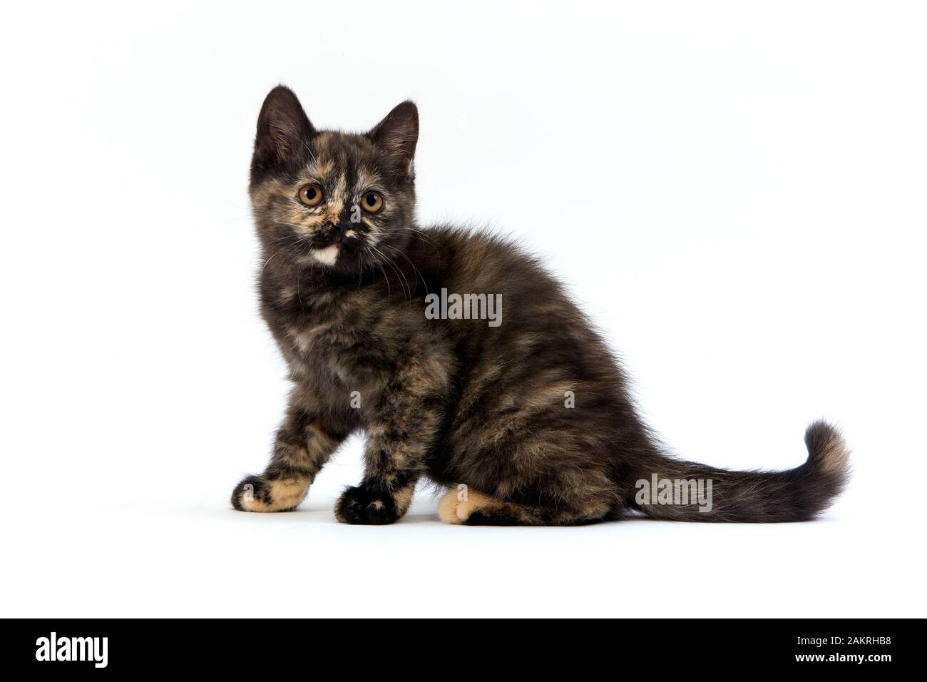 Black Tortoise Shell British Shorthair Kitten Against White