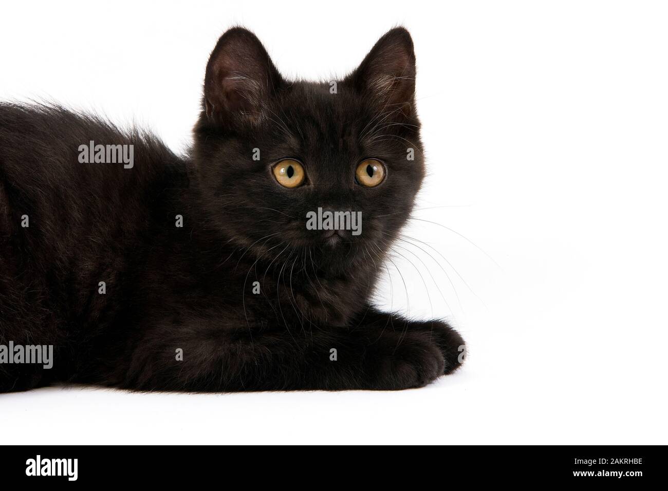 Black British Shorthair Kitten Against White Background Stock