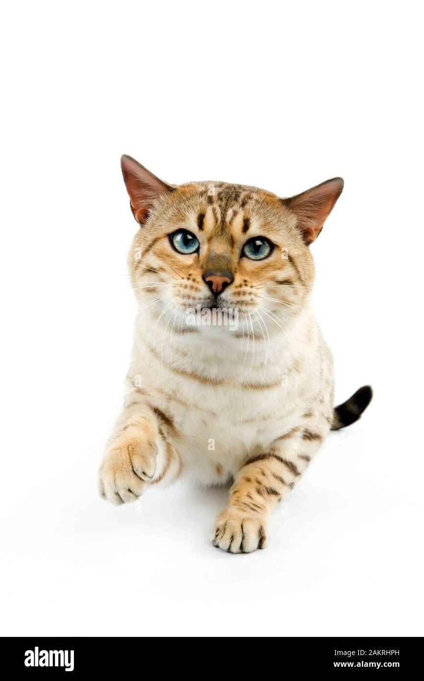 SEAL MINK TABBY BENGAL DOMESTIC CAT Stock Photo Alamy