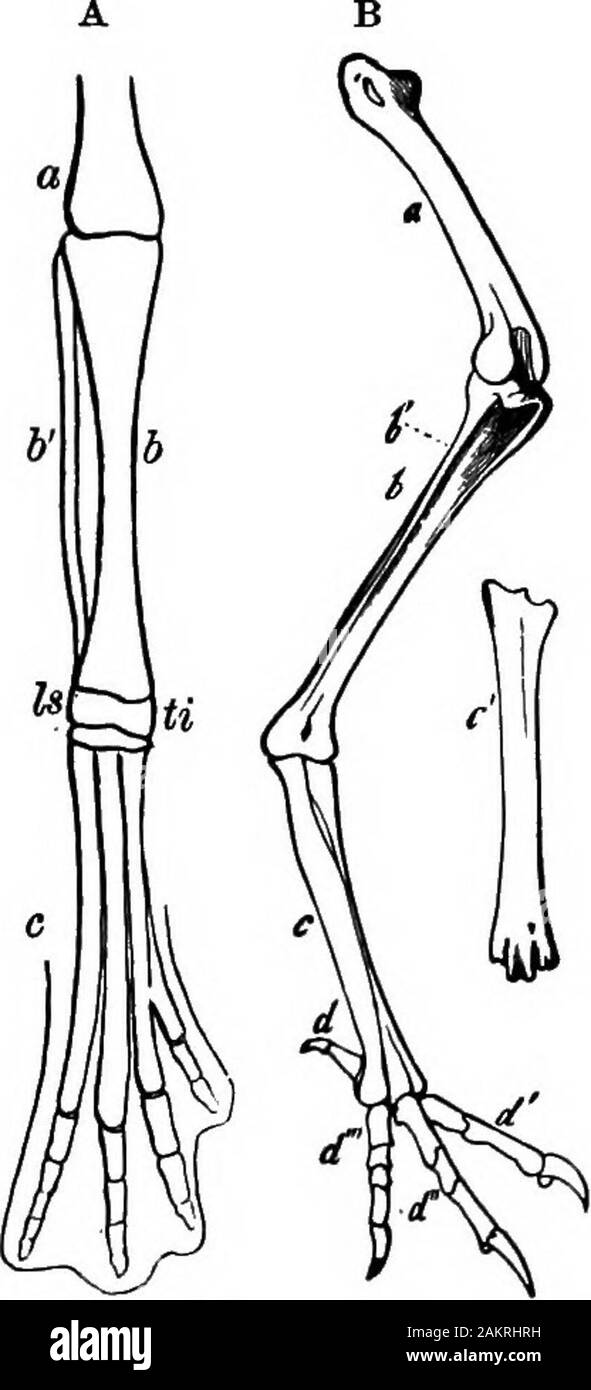 First lesson in zoology : adapted for use in schools . Fig. 305,A ),the tarsus is represented by twoshort bones, while the metatarsalbones are separate. This earlyseparation of the metatarsal bonesis retained in the fully-grown pen-guin (Fig. 206). In being thusconsolidated the fully-grown birdsankle is best adapted to supportthe toes, the birds body beingadapted both for flight and walk-ing or running. The tarsus (property tarso-meta-tarsus) may be covered with feath-ers, as in the owl, or with scales.When covered with a network ofnumerous scales, the tarsus is saidto be reticulate; when they Stock Photo