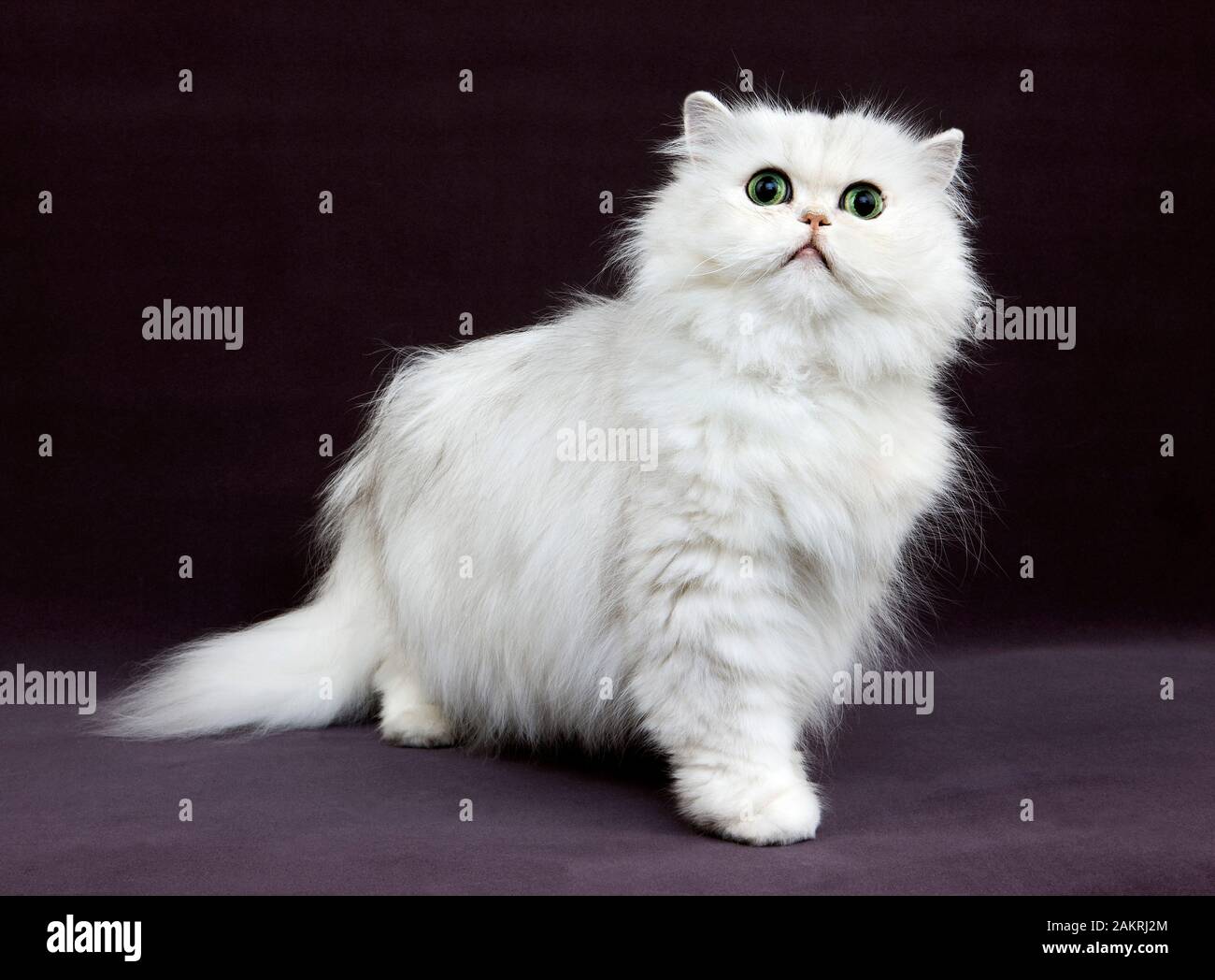 CHINCHILLA PERSIAN CAT, ADULT WITH GREEN EYES Stock Photo Alamy