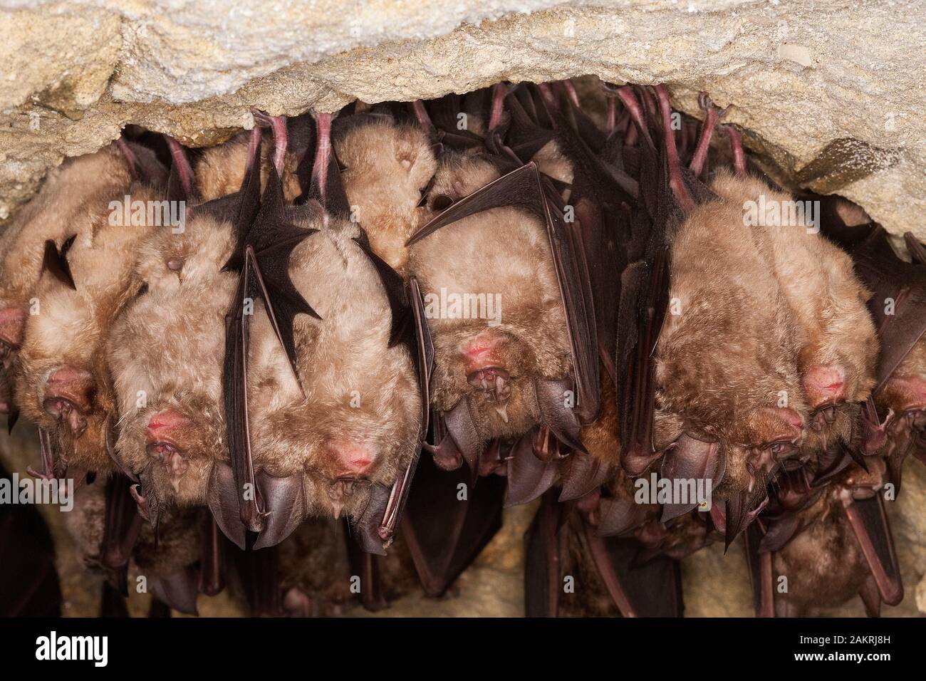 GREATER HORSESHOE BAT rhinolophus ferrumequinum, COLONY HIBERNATING IN