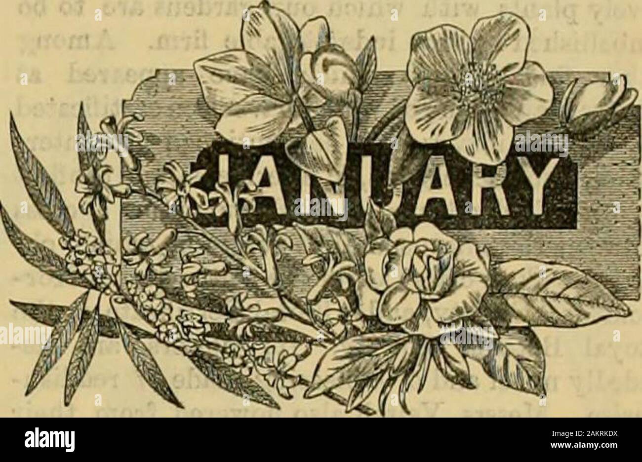 The Gardeners' chronicle : a weekly illustrated journal of horticulture and allied subjects . ongestheeper. CAXJLI-ELOWEB. Per Ounce, 2s. Gd. CELEBY. Per Packet, Is. CELEBY. Per Packet. Is. CUCTTM-BEB. PerPaoket. Is.Srf. ENDIVE. Per Packet. Is. LETTUCE. Per Packet, Is. LEEK. Per Packet, Is. MELON. PerPacket.ls.6t/. ONION. PerPacket.ls. (jrf. Williams Champion Moss I PABSLBY Curled The finest Curled variety. I Per OBnce. Is. Williams ImprovedEarly The be^t early white Pea. Williams Golden Gueen The best yellow Tomato, PEA. Per Quart, Is. W. TOMATO. Per Packet. Is. (Awarded Tirst class Certifica Stock Photo