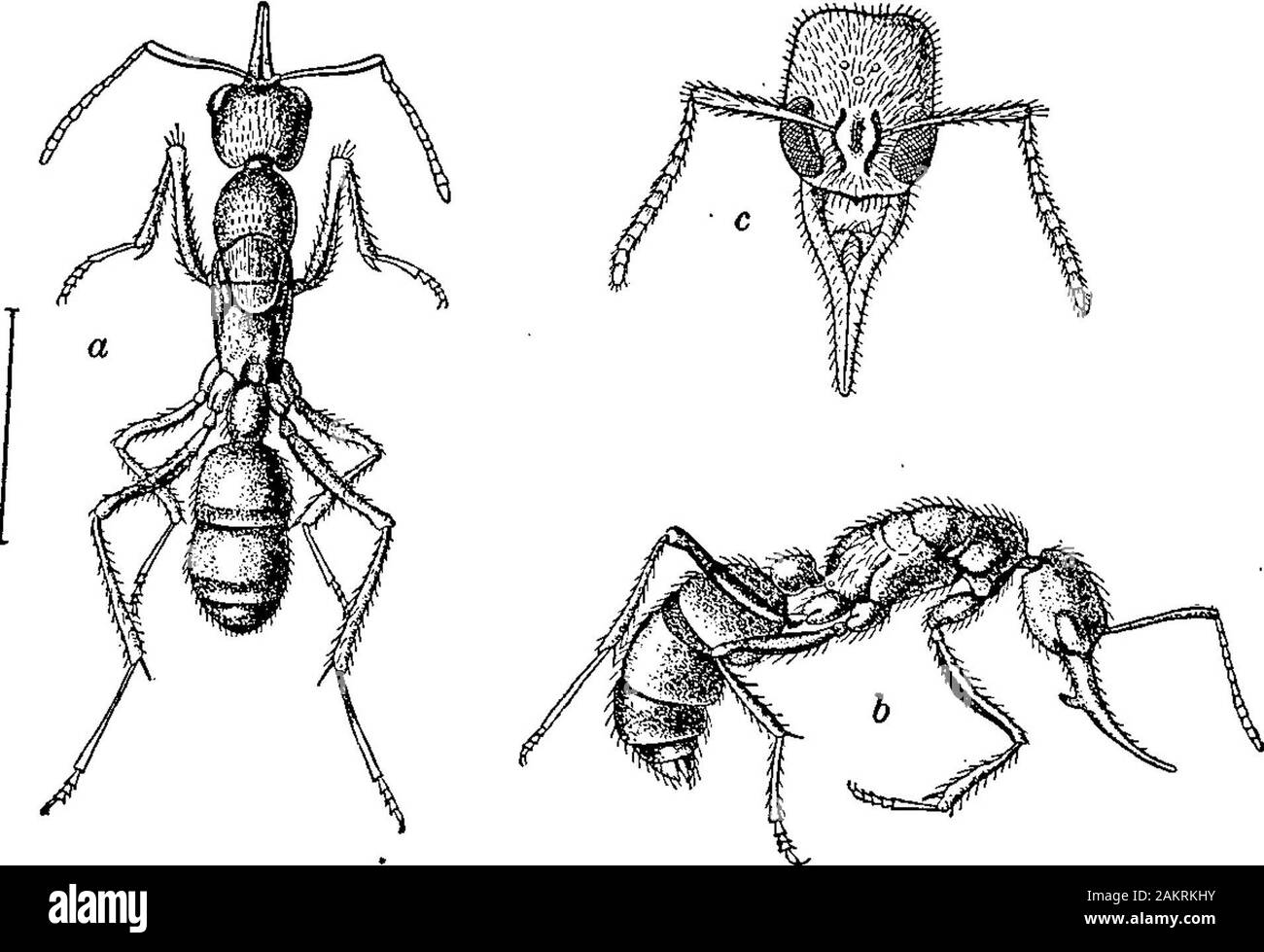 Observations on Gigantiops destructor Fabricius and other leaping ants. . astaneus amer-icanus Mayr; c, Myrmecia nigrocincta Smith; d, small Myrmecia sanguinedSmith; e, Harpegnathos saltator Jerdon. which the name Halmamyrmecia subgen. nov. (with pilosulaF. Smith as subgenotype) may be proposed. In Gigantiops I find an even more pronounced elongation andbasal incrassation of the hind femur than in Pristomyrmecia orHalmamyrmecia. As there is only one species of Gigantiops, Ihave compared its hind femur (Fig. 20) with that of a non-leapingCamponotus worker of the same size (b). It will be seen t Stock Photo