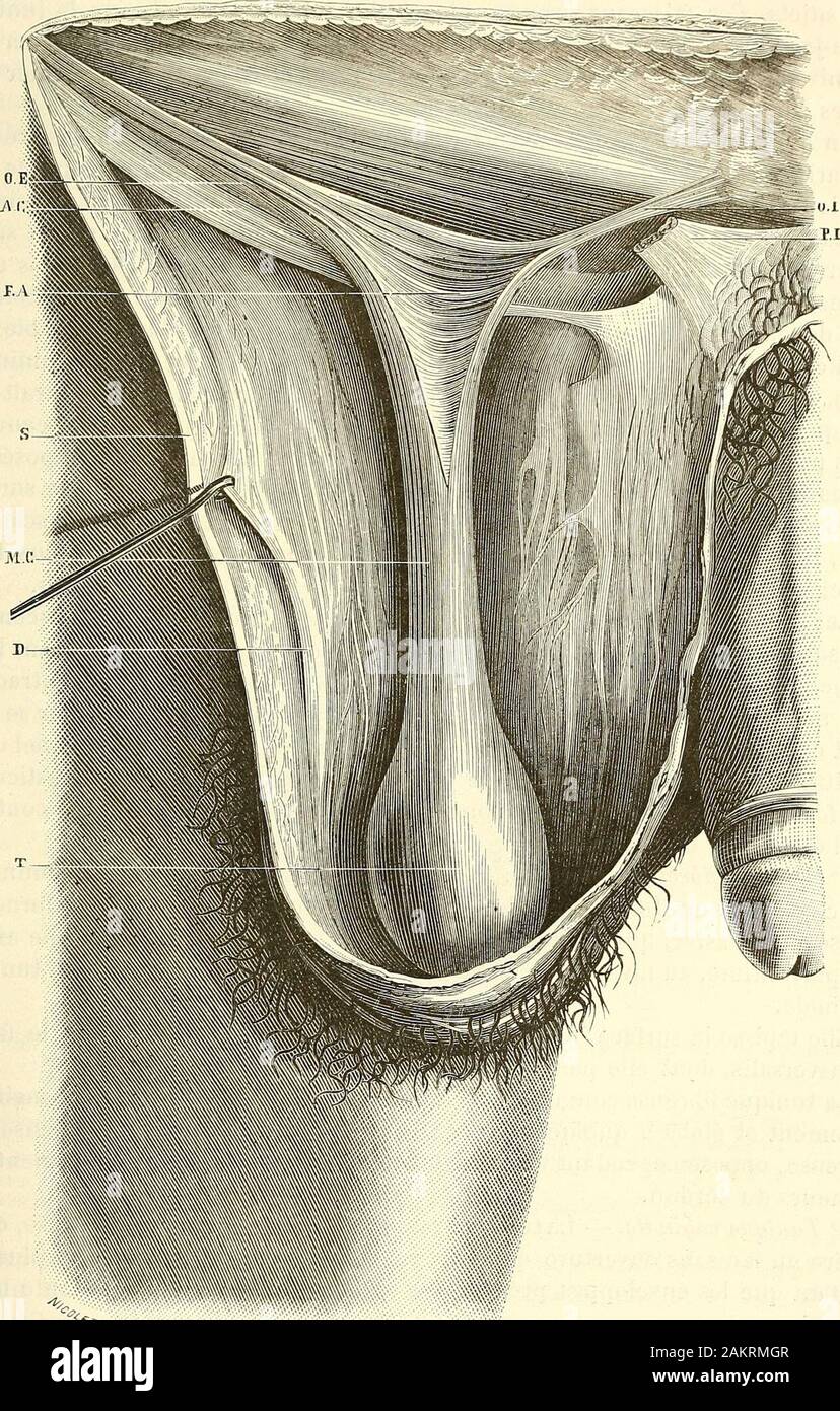 Traité d'anatomie topographique avec applications a la chirurgie . l nen  estpas de même de sa face interne. Celle-ci est séparée du plan  sous-jacent, lecrémaster, par une couche celluleuse très lâche. Cest