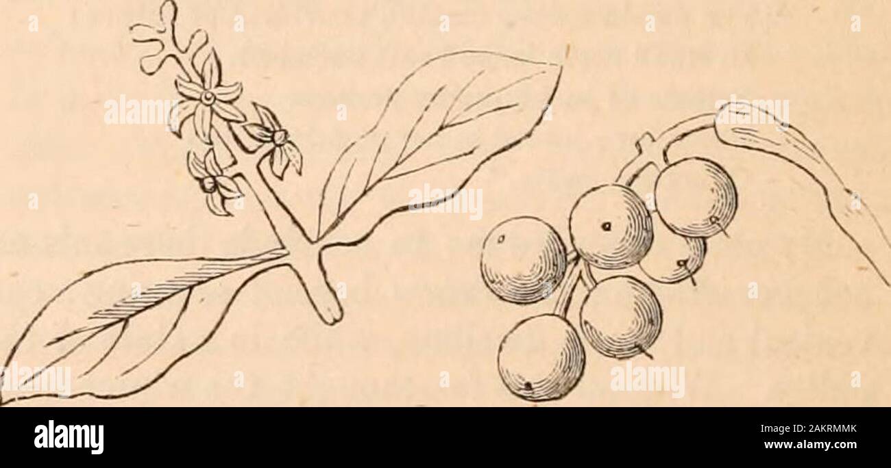 Hardwicke's science-gossip : an illustrated medium of interchange and gossip for students and lovers of nature . Fig. 147. Common Mistletoe, Visci/m album.—a. Flower.b. Fruit. drop off at the commencement of winter. Thisexplains the surprise of M. Dessaint. The flori-ferous axes were beginning to develop themselveswhen the fine specimen before us was gathered,towards the middle of March. All botanists agreein describing Loranthus Europceus as the parasite ofthe oak par excellence. According to Jacquin,Koch, &c, it is not rare in Central and SouthernEurope. If it is not mentioned in the ancient Stock Photo