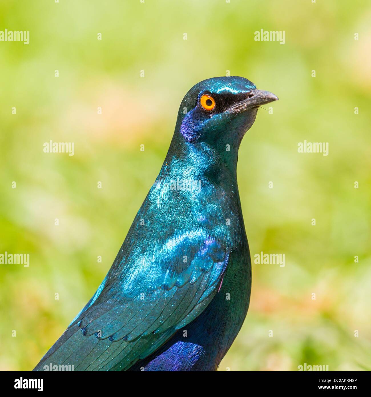 close-up portrait cape glossy starling (lamprotornis nitens) in sunlight Stock Photo