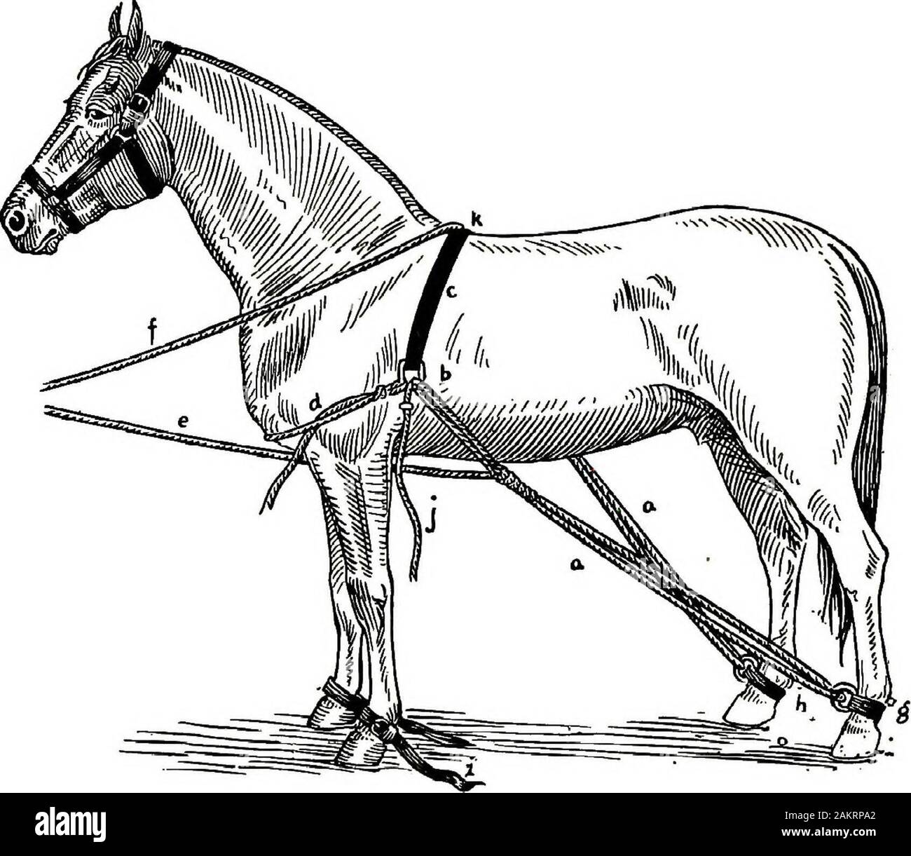 Hitches Cut Out Stock Images & Pictures Alamy