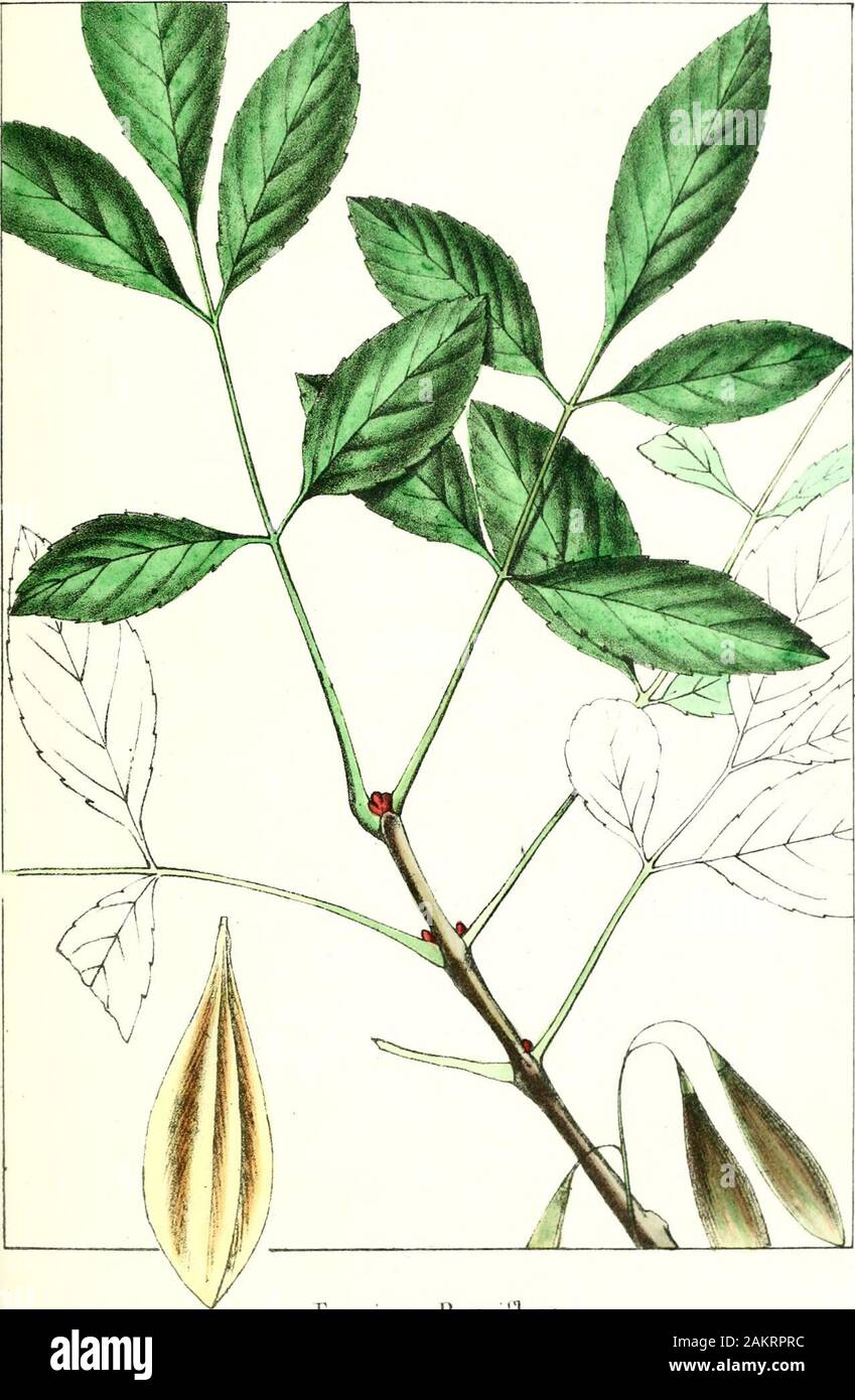 The North American sylva; or, A description of the forest trees of the United States, Canada and Nova ScotiaConsidered particularly with respect to their use in the arts and their introduction into commerceTo which is added a description of the most useful of the European forest trees .. . h. The fruit, c. A variety ivith lanceolate fruit. SMALL-LEAVED ASH. Fraxinus PAUGIFLORA. Hauiis gluhris gracilibus, foliolis quinis ad scp-ienis lanceolatis remotis lonc/e jJetiolatis utrinque acuminatis leriter serratisglaberriniis, racemis fructiferis simplicibus, jpaucifloris. This remarkable si^ecies of Stock Photo