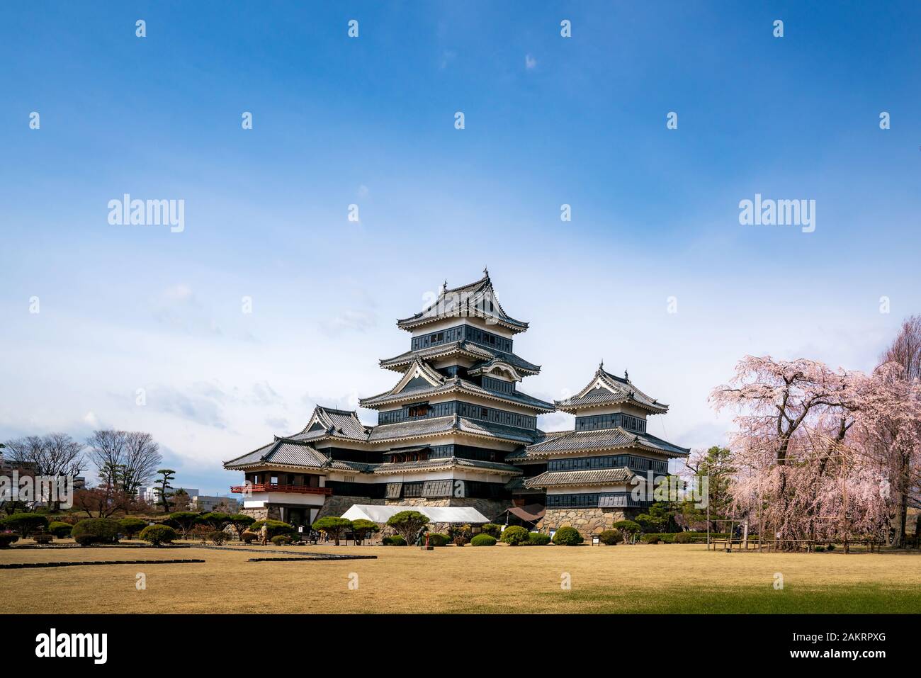 Matsumoto Castle during cherry blossom (Sakura) is one of the most famous sights in Matsumoto, Nagano, Japan. Japan tourism, history building, or trad Stock Photo