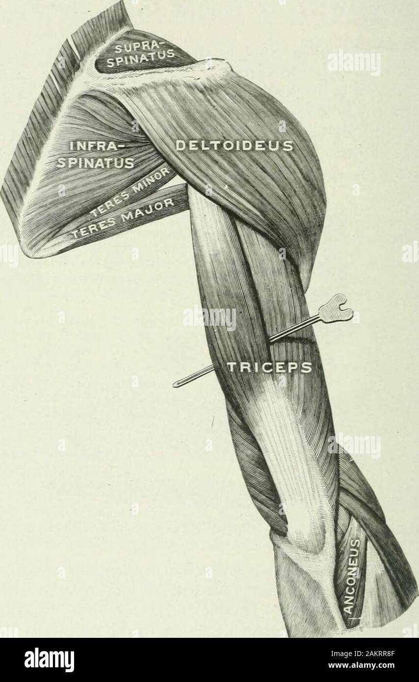 Applied anatomy and kinesiology; the mechanism of muscular movement . umerus; flexion is limited by contact of the muscleson the front of the arm. Some individuals can overextend the armat the elbow while others cannot fully extend it, the differencebeing due mainly to occupation, habitual position of the joint andvariation in the laxness of ligaments. The capsule of the joint isreinforced by strong bands of connective tissue on the outer andinner sides. The radio-ulnar union is a double pivot joint, the radius rota-ting in a ligamentous ring at the elbow and the lower ends of thetwo bones des Stock Photo