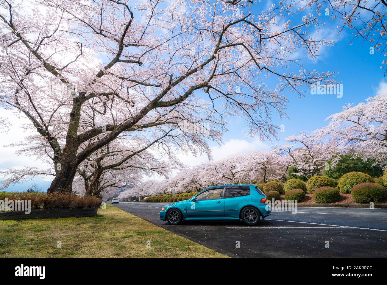 Beautiful view of Cherry blossom tunnel during spring season in April along both sides of the prefectural highway in Shizuoka prefecture, Japan. Stock Photo