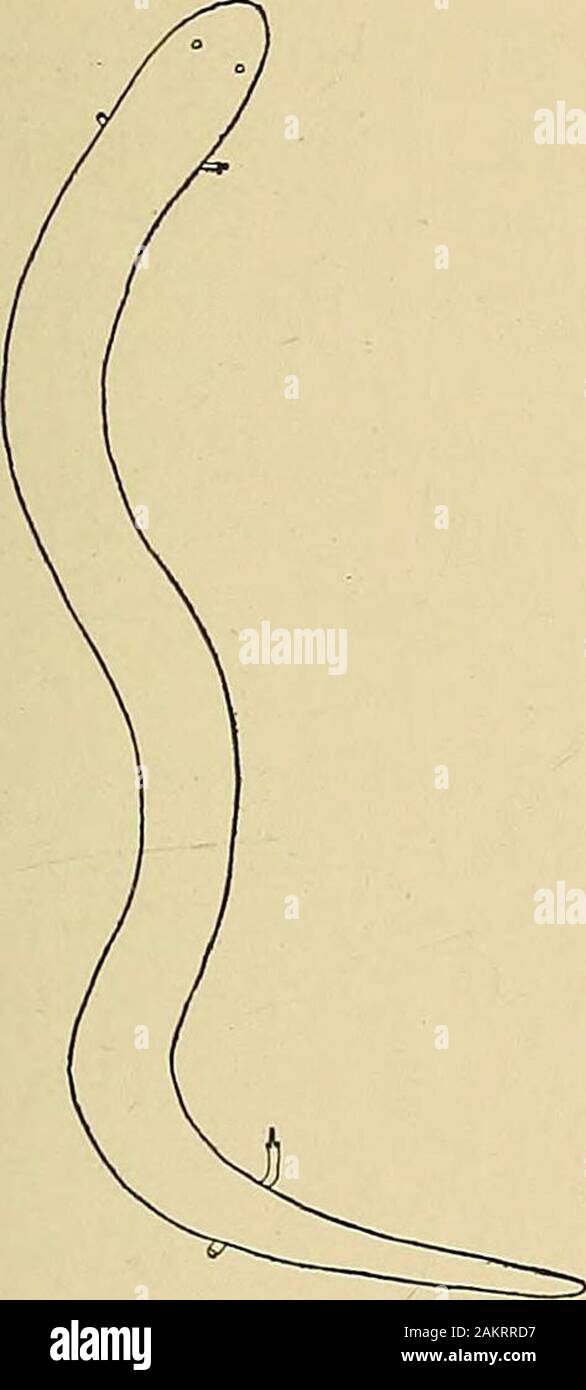 Brittle star regenerate hires stock photography and images Alamy