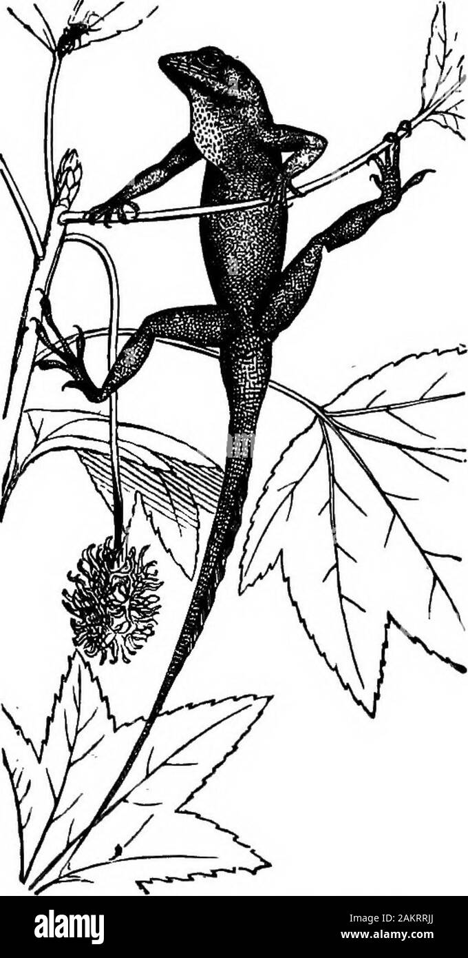 First lesson in zoology : adapted for use in schools . Fig. 192.—Tongue of Chameleon. (Natural size.) can the Anolis (Fig. 193) of Florida, which is a long smooth-bodied lizard, having the power of changing its color froma bright pea-green to a deep bronze-brown. We have seen that among amphibians the blind snakeis entirely limbless, and so among lizards there are severallimbless forms, among them the glass-snake (Ophisaurus) TEE LIZARDS, BNAKES, AND OTHER REPTILES. 187 and the Amphislmna. These are very sudden transitionsfrom the swift^ agile lizard; but nature does not make aleap, and in the Stock Photo