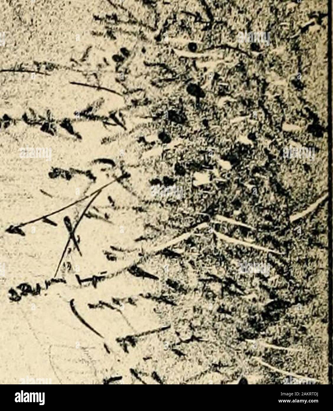 Reminiscences of an old timer: a recital of the actual events, incidents, trials, hardships, vicissitudes, adventures, perils, and escapes of a pioneer, hunter, miner and scout of the Pacific Northwest .., by Colonel George Hunter . eved there were Indians allround and through the country, they thought itbest to go at night. I told the colonel that Iwould go myself. About dark five or six officers,the colonel among the rest, assembled at thehotel at which I stopped. When my horse wasbrought to me the colonel asked: Had you notbetter take one of our cavalry horses ? We inall likelihood will hav Stock Photo
