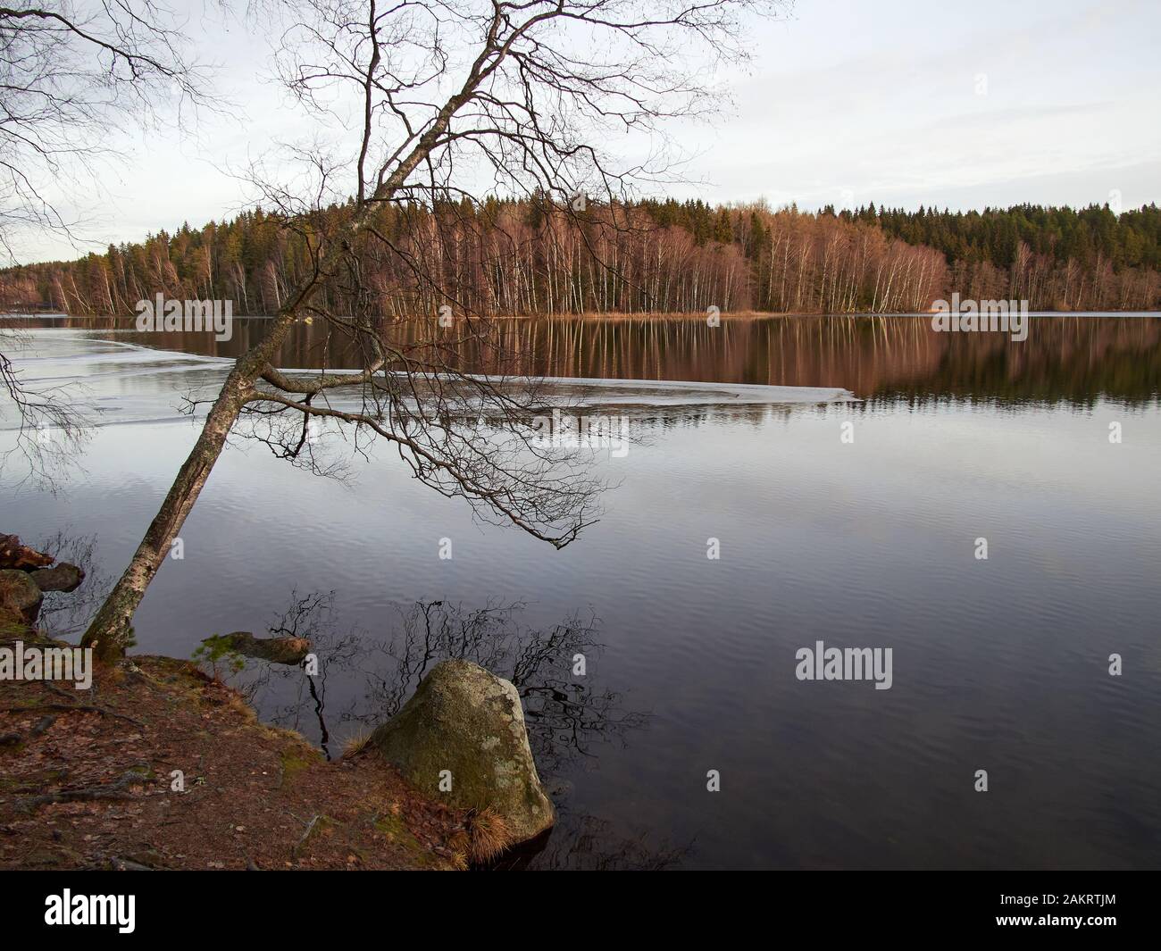Snowless trees by the lake in the winter in the Aulanko nature park in Hämeenlinna, Finland. Sunny snowless finter forest on the background. Climate c Stock Photo