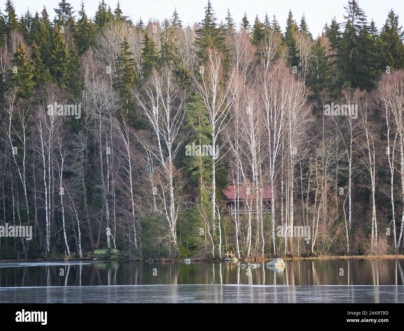 Snowless trees and cottages by the lake in the winter in the Aulanko nature park in Hämeenlinna, Finland. Sunny snowless finter forest on the backgrou Stock Photo