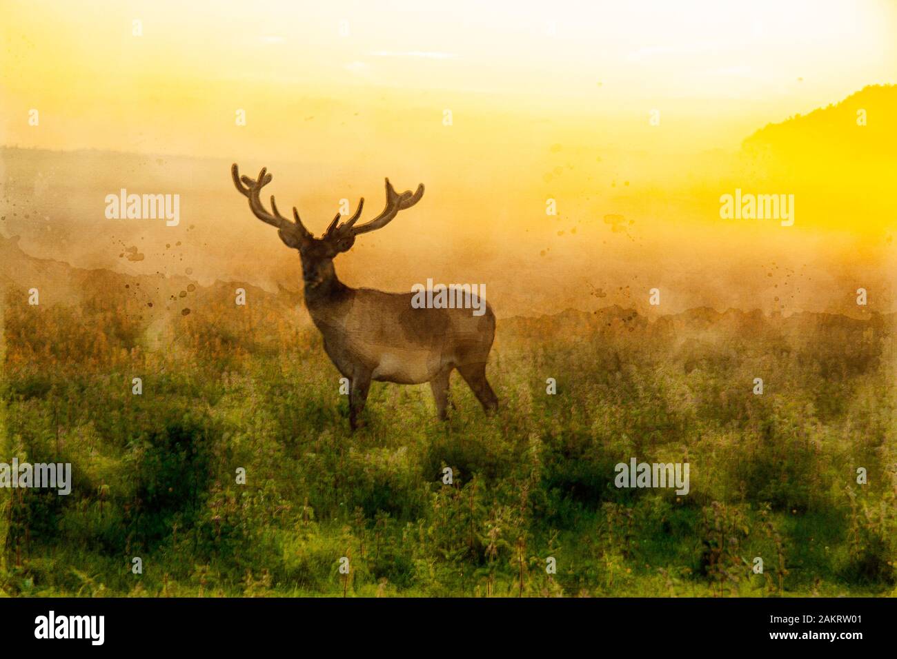 Wildlife Male Illustration Drawing Painting Watercolor High