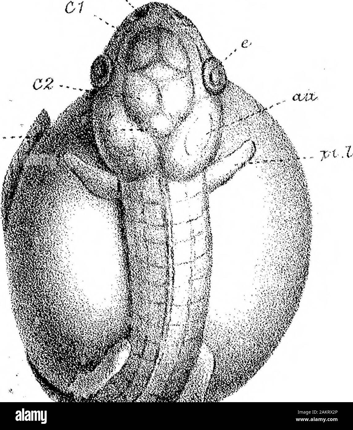 On the Structure and Development of the Skull in the BatrachiaPart II ...