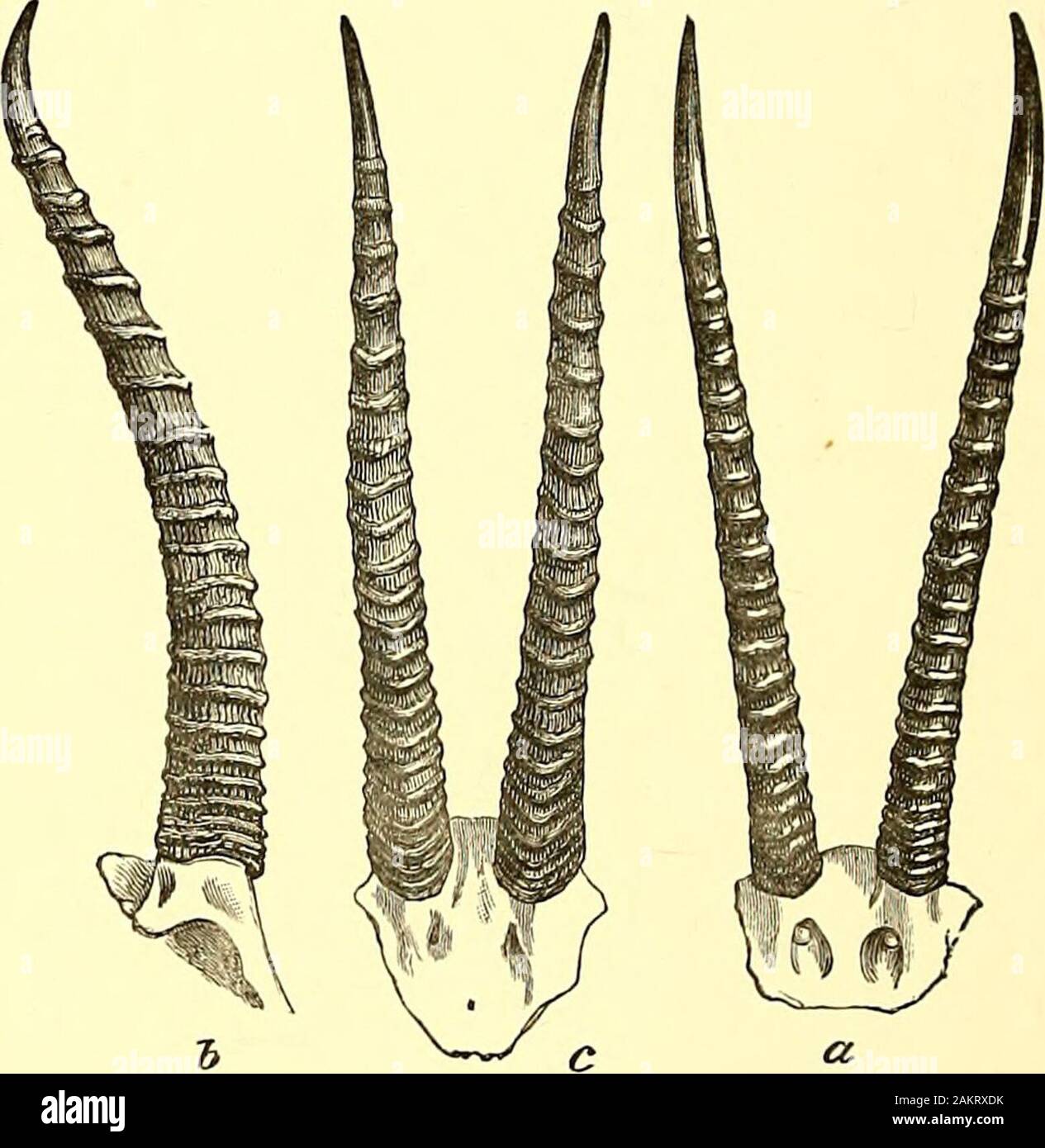 The book of antelopes . ather short. Tailsandy at its base above, the remainder black. Knee-brushes present, sandyor whitish. Skull with short, broad, and quadrangular nasals, nearly as broad aslong ; premaxillee straight, scarcely concave above, broadly articulating withnasals. Basal length of skull of a male 7*7 inches, greatest breadth 36,muzzle to orbit 4*25. 172 Horns rather like those of G. hennetti on a large scale, little divergent,sometimes even quite parallel, evenly but very slightly curved backwards forseven-eighths of their length, their tips gently recurved upwards and forwards.I Stock Photo