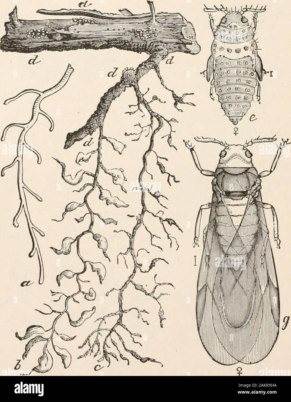 Insects on a vine root hi-res stock photography and images - Alamy