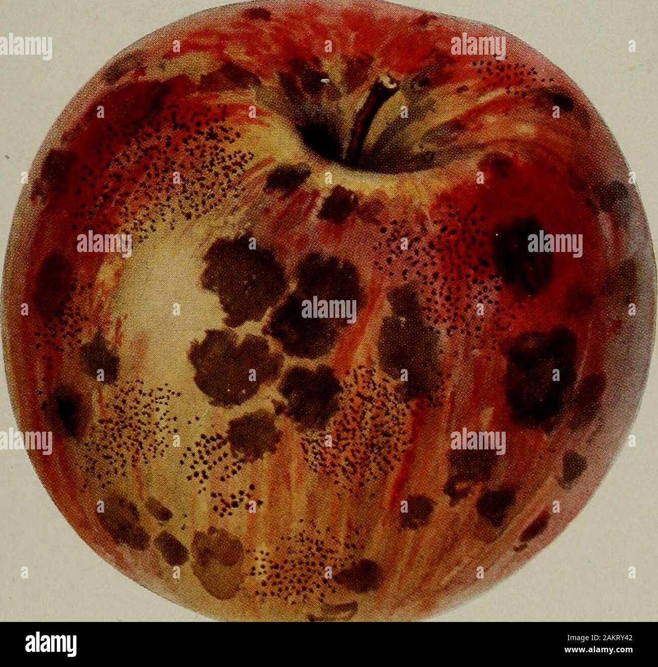 [Fruit culture] . v# ^ .t-.*. Fig. 58 § 6 24909 6 APPLE PESTS AND INJURIES 71 X way through the healthy skin of an apple, therefore, the bestmeans of controlling soft rot is care to prevent bruising orbreaking the skin of the apples. 70. Fly Speck and Sooty Blotcli.—The disease illustratedin Fig. 58 is known as fly speck, as sooty blotch, and also ascloiid. Although the disease is commonly spoken of as two dis-tinct diseases, authori-   ^ties are generally agreed J j^that both conditions,that is, the small blackspecks that closely re-semble fly specks andarranged in clusters andthe black soot- Stock Photo