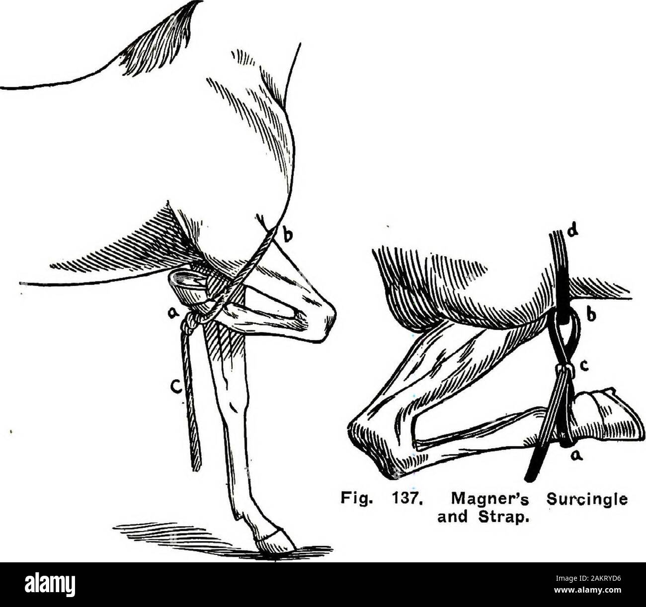 Restraint of domestic animals; a book for the use of students and practitioners; 312 illustrations from pen drawings and 26 half tones from original photographs . Fig. 133. AuthorsKnee Stiap. Fig. 134. Trasbots Fig. 135. Hess KneeKnee Strap. Strap. insuring most perfect restraint. The various forms of kneestraps have,already been described under head of restraint ofone fore leg, hence it is unnecessary to again describe them. CASTING AND SECURING HARNESS AND HOPES. II3. Fig. 137. Magners Surcingleand Strap. Fig. 136. Fixing Fore Leg FlexedWiith Rope. Conkeys Casting and Securing Harness. The O Stock Photo