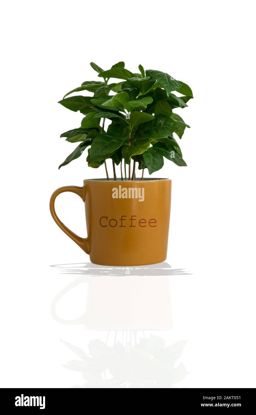 Coffee plant inside a cupshaped pot on a white background. Home