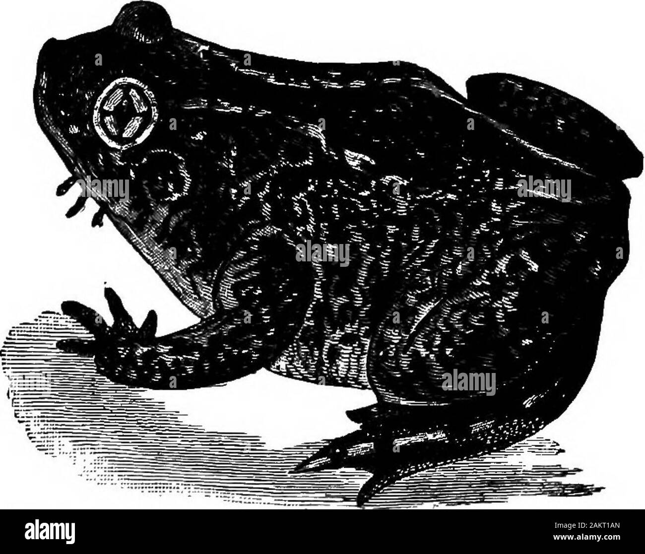 First lesson in zoology : adapted for use in schools . C D Fig. 184.—Different stages in the Metamorphosis of the Toad. long double strings, and the tadpoles are usually hatched inabout ten days after the eggs are laid. The toads and frogs after hatching pass through a wonderfulseries of changes before reaching maturity. Fig. 184 repre-sents the external changes of the toad from the time it is^ hatched until the form of the adult is attained. The tadpolesof our American toad are smaller and blacker in all stages ofgrowth than those of the frog. The tadpole is at first with-out any limbs (Fig. Stock Photo