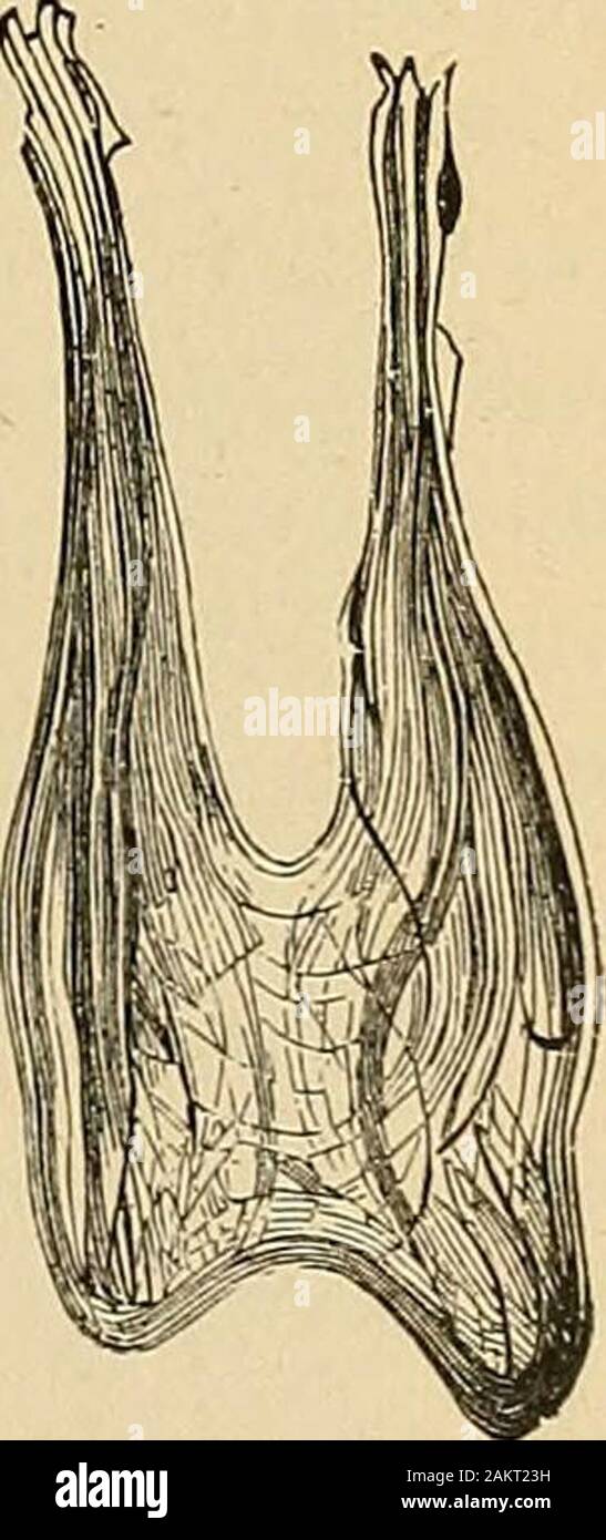 Principles and practice of operative dentistry . ing teeth of a kitten injected for thispurpose. The veins are also numerous and somewhat largerthan the arteries. The blood-supply, however, is bettershown in Fig. 187, which is ma#e from an injected humandecidulous molar. They form frequent anastomoses nearthe surface, as shown in Fig. 188, which is also made froman injected specimen. Lymphatics have never been demon-strated in the pulp. Noyes * (1918) claims to have demon-strated them. The nerves of the pulp enter the apical foramen either in asimple large trunk or by several smaller ones. The Stock Photo
