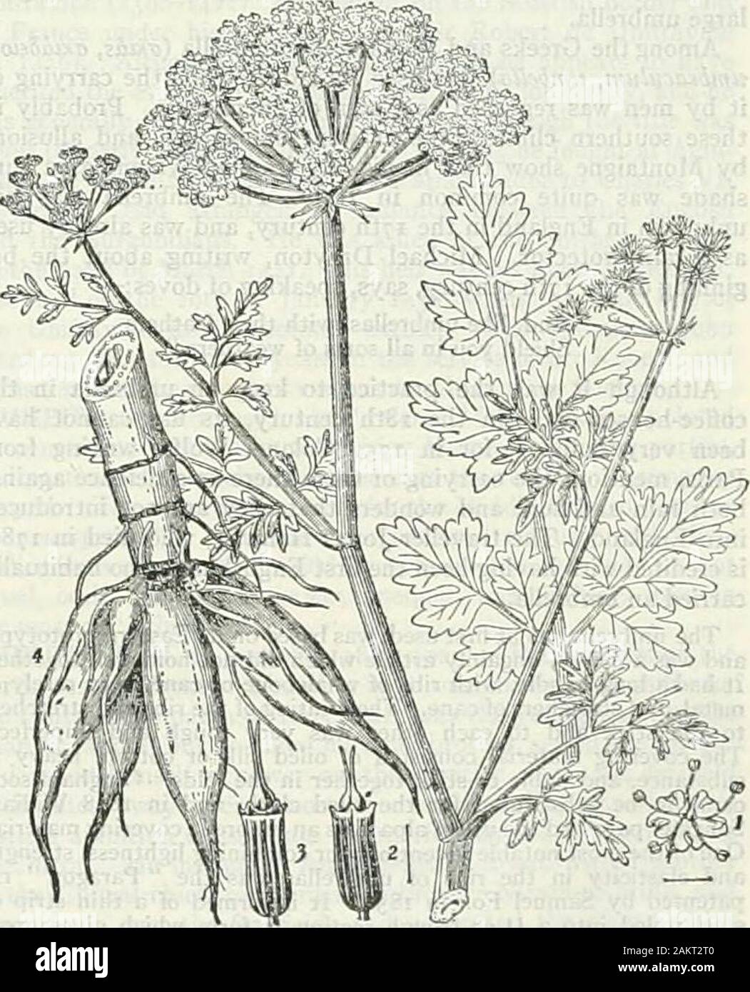 The encyclopædia britannica; a dictionary of arts, sciences, literature and general information . Pic. 4. ^Water Dropwort, Oenanthe crocala, with thickened root fibres, about half nat. size.I, Flower;2and3,Side and front view of fruit; enlarged,(fools parsley, q.v.). Angelica (q.v.), Peuccdanum (hcgs fennel,parsnip, q.v.), Heracleum (hogwced), Daucus (carrot). Pelroseltnumsativum is common parsley i,g.v.). 576 UMBER—UMBRIA UMBER, a brown mineral pigment consisting of hydrated ironand manganese oxides. The finely-powdered mineral is knownas raw umber; when calcined the beauty of the colour incr Stock Photo
