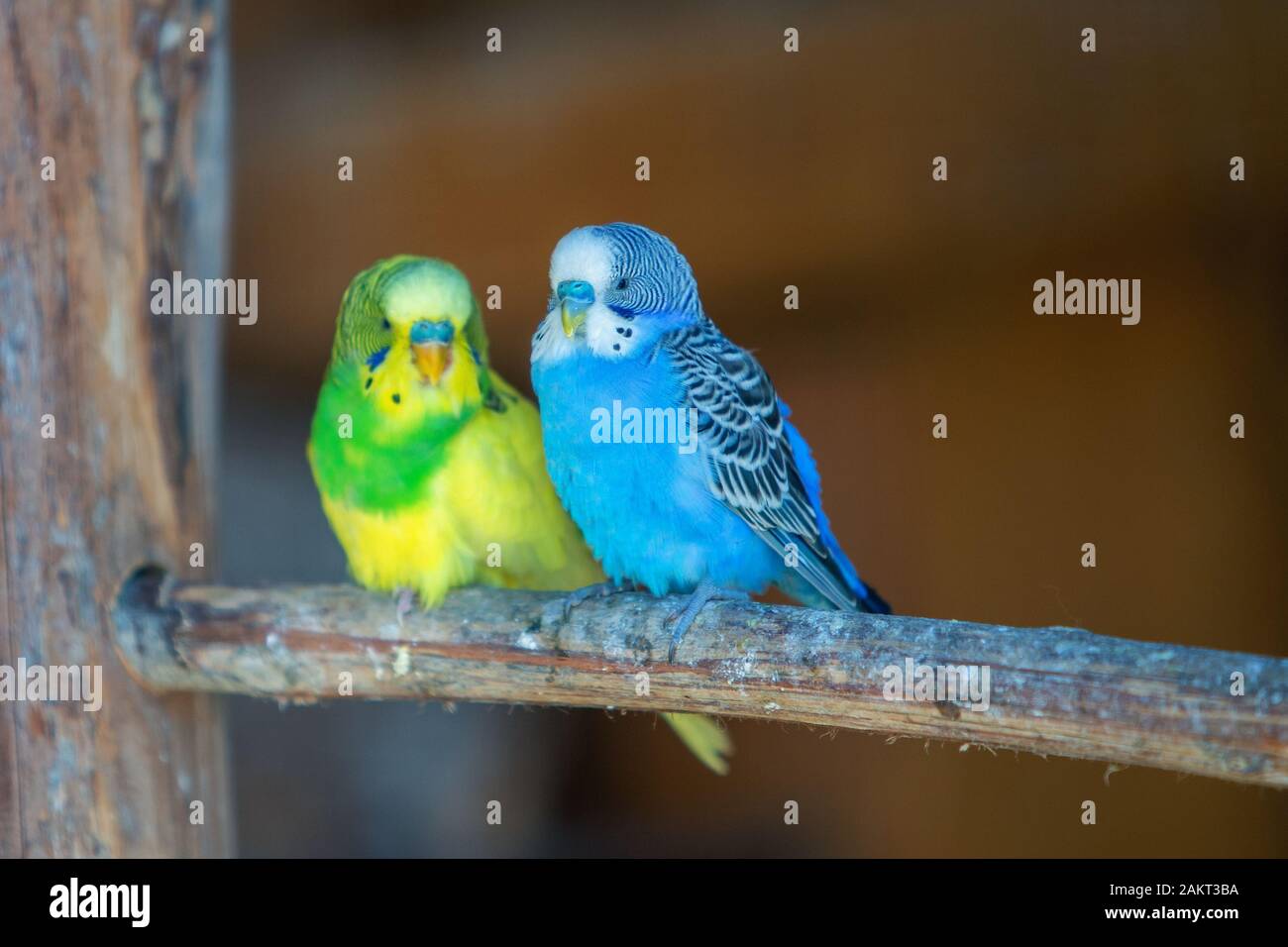 Image showcasing Colorful parrots in a cage at a zoo Stock Photo - Alamy