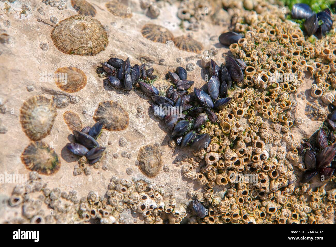 close up image of seashells on the beach Stock Photo