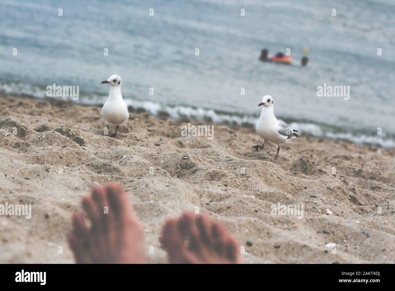 relaxing on the sandy beach with seagulls Stock Photo