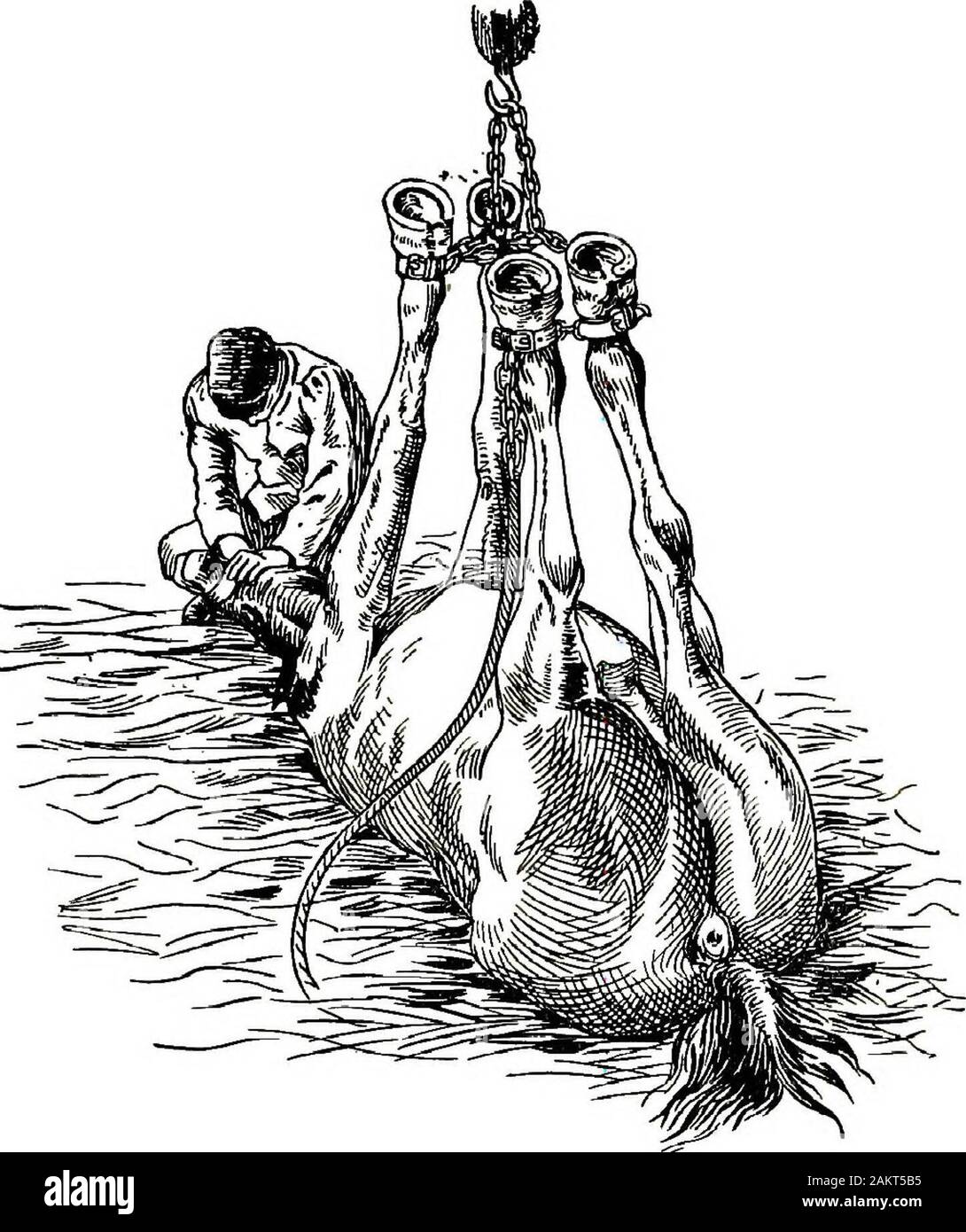 Restraint of domestic animals; a book for the use of students and practitioners; 312 illustrations from pen drawings and 26 half tones from original photographs . Fig. 123. Vienna IVIethod of Restraining a Horse in the Dorsal Position. HOBBLES. 107 The legs and feet can now be drawn down close to the abdomen,which affords ample restraint. Figure 123 represents the method used in Vienna for re-straining a horse in the dorsal position. It is similar in all re-spects to the Berlin method, Figure 122, with the exception that. Fig. 124. Pulley and Short Chain for (doldiing Houses on the Back(Englis Stock Photo