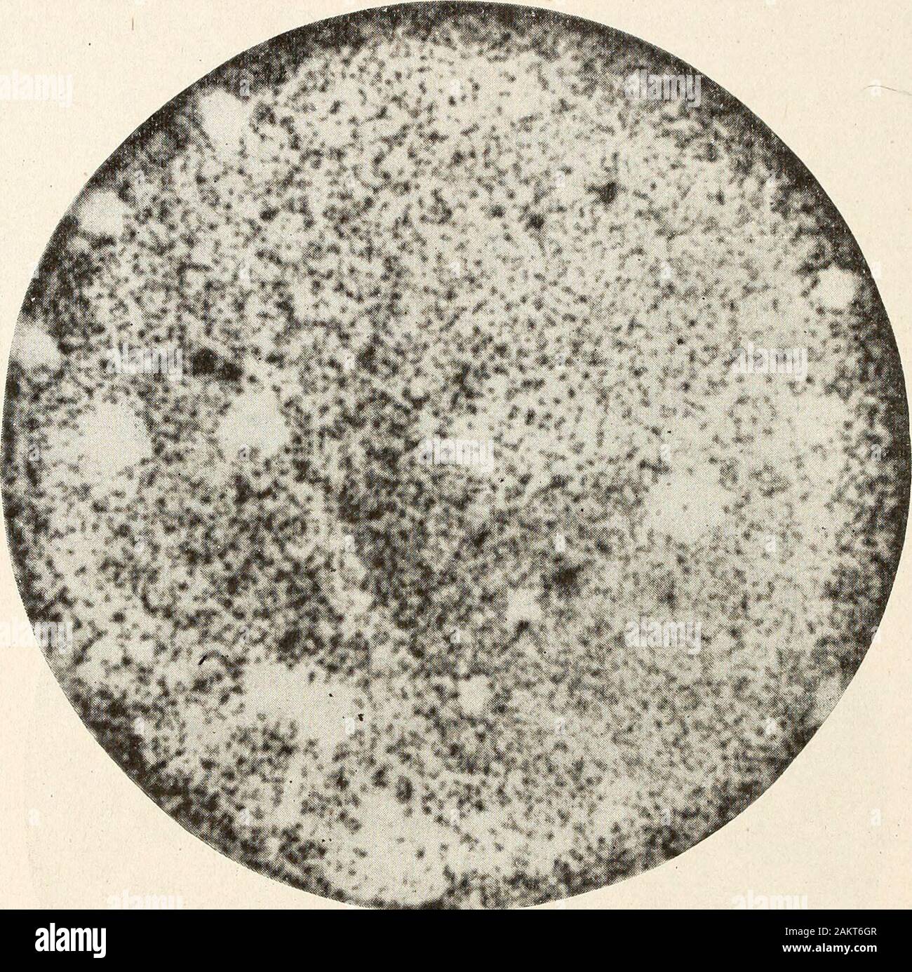 Annual report of the North Carolina Agricultural Experiment Station . Fig. 4.— Volutella fructi S. and H., showing colonies on thinly sown plate culture. Thinly sown, the colonies were large, of indeterminate growth, showing darkcenters with pale borders I Fig. 4) ; thickly sown, growth was inhibited andtheir characters lost. (Fig. 5.) Spermoedia paspali Fries, from paspalum. Spores of this fungus were sown January 19, 1907, in plates giving colonydensities of 90. .14. 30. 14 and 1 per scpiare mm. At all of these densities germination was practically 100 per cent andgrowth proceeded equally in Stock Photo
