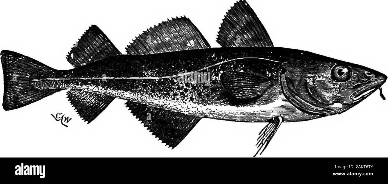 First lesson in zoology : adapted for use in schools . in the cod-fishery. It abounds most on theGrand Banks of ^Newfoundland. The breeding habits ofthe haddock, hake, and pollock are probably like those ofthe cod. At the head of the TeUocephali stand the flounders, hali-but, and solesj which eire an extremelymodified typeof the 164 FIRST LESSONS IN ZOOLOGY. order. In these fishes the body is very unsymmetrical, thefish virtually swimming on one side, the eyes being on theupper side of the head. The upper side is colored dark,due, as in other fishes, to pigment-cells; the lower side iscolorles Stock Photo