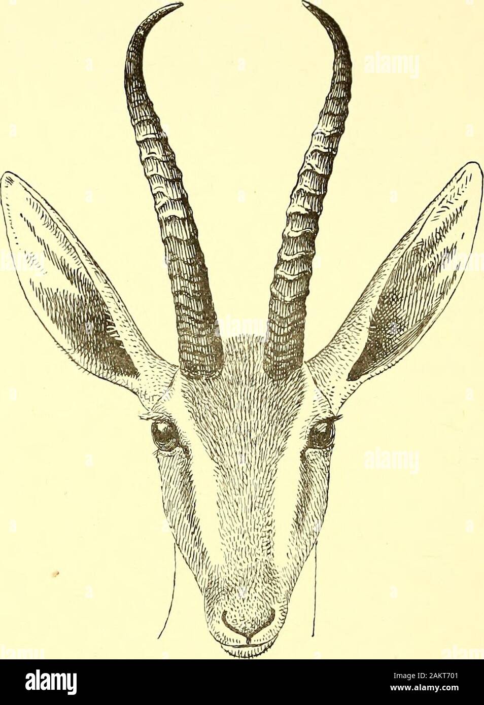 The book of antelopes . ological Societys List of Animals (1896) as  received during the past twelve years there have been severalwhich,  doubtless, should have been referred to the present species, but