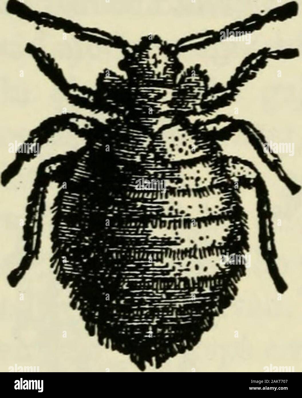 Profits in poultry : useful and ornamental breeds and their profitable management . size. The treatment isthe same as for the small ticks, ormites. Kerosene is a good remedy,also insect powder and tobacco dust.Bum old nests. The lice may be found, by carefulexamination, especially about thehead and neck and under the jointsof wings and legs. Whenever a fowlappears out of sorts, it is safe to sus-piG. 132. liEST BUG. pect licc. A great deal of apparent8ome ^u^*hJ^soutT^ifa^. sickncss is merely lice. Young chicburai size and magiufled. ens are most dangerously affected.They mope about, will not Stock Photo