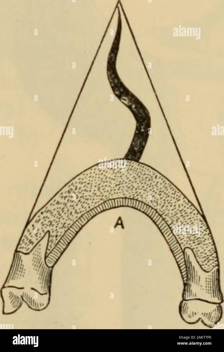An American Text Book Of The Diseases Of Children Natural