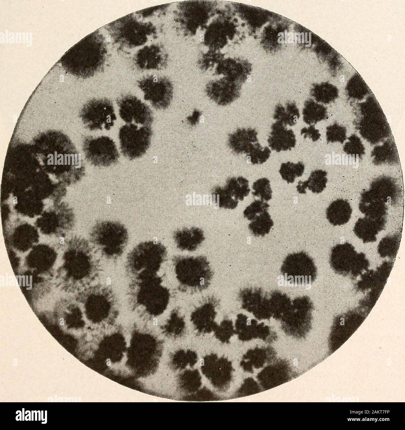 Annual report of the North Carolina Agricultural Experiment Station . T. 49 With two of these septorias, thick plating, other conditions being the same,so changed their character that not only would the species be considered asdifferent, but the fungus would be shifted from the Sphaeropsidales to theffyphomycetales (Hyplaesa of Saccardo). A similar change of habit is well known in the genus Fusarium, which inculture, crowded or not. often abandons acervulus formation, thus changingits systematic position from the Tiiberculariaccae to the Mucedinaceae: Thegenera Collet of riclium and Gloeosporu Stock Photo