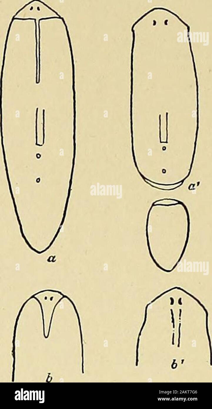 Regeneration . Fig. 23. — Planaria maculata Cross-piece, allowed to regenerate, then cut in two lengthwise, as indicated byline. a-a^. Regeneration of left half. e?^^• -S^i y/r. ,fv CO ^ ^ REGENERATION CT-1I!I19 ; Ano^fer experiment shows even more satisfactorily that the ^/g p •;|T^fcfepaf over an anterior cut-edge may produce one or more new heads according to the conditions, and that the result is not connected with the region from which the new material is derived. If the anterior end of a planarian is cut off and then an oblong piece is removed from the middle of the worm, as shown in Fig Stock Photo