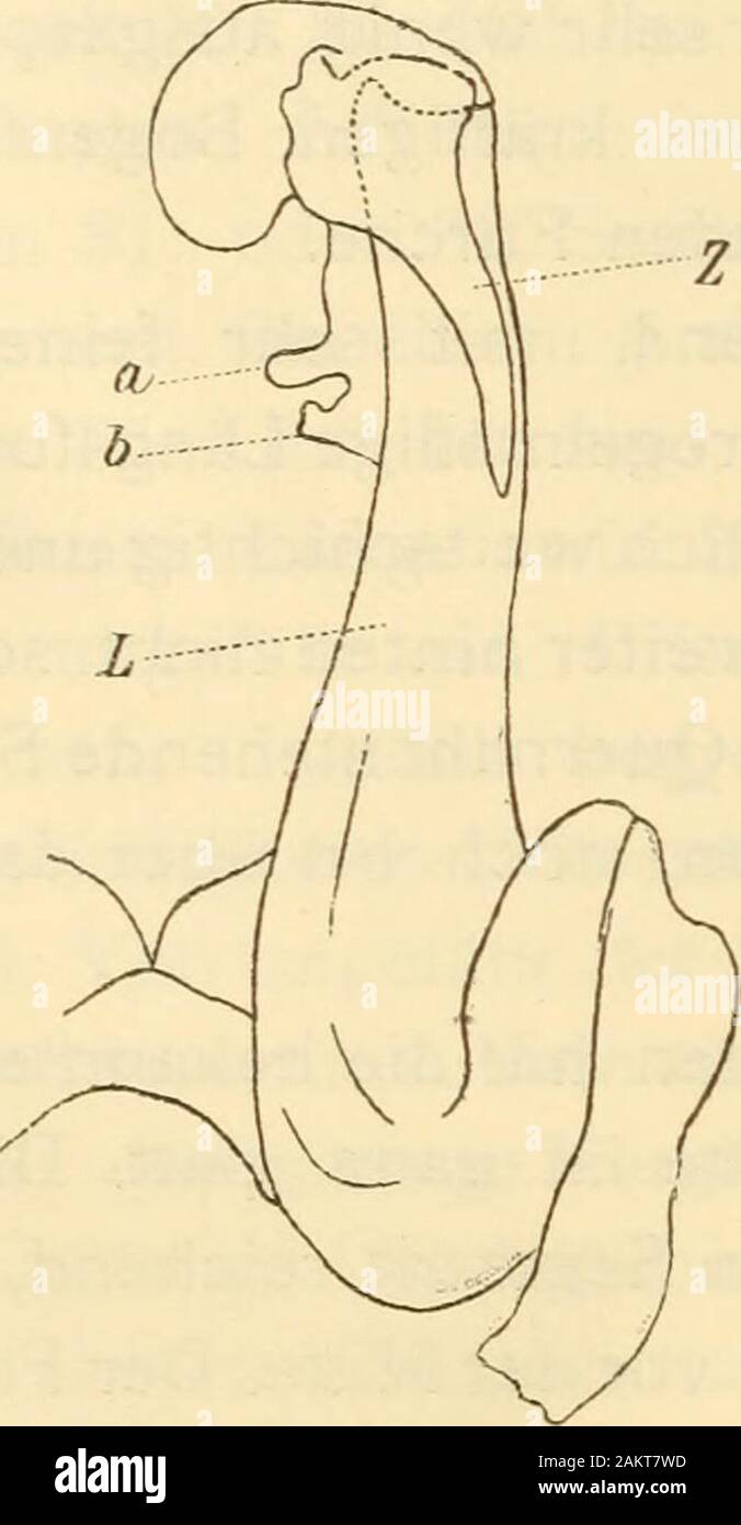 Sitzungsberichte . Fig. 1. Spinotarsus Werneri Att. ^T- Fransensaum des Metazoniten.. Fig. 2. Spinotarsus Werneri Att. Vorderer Gonopode. Oralseite. Stock Photo