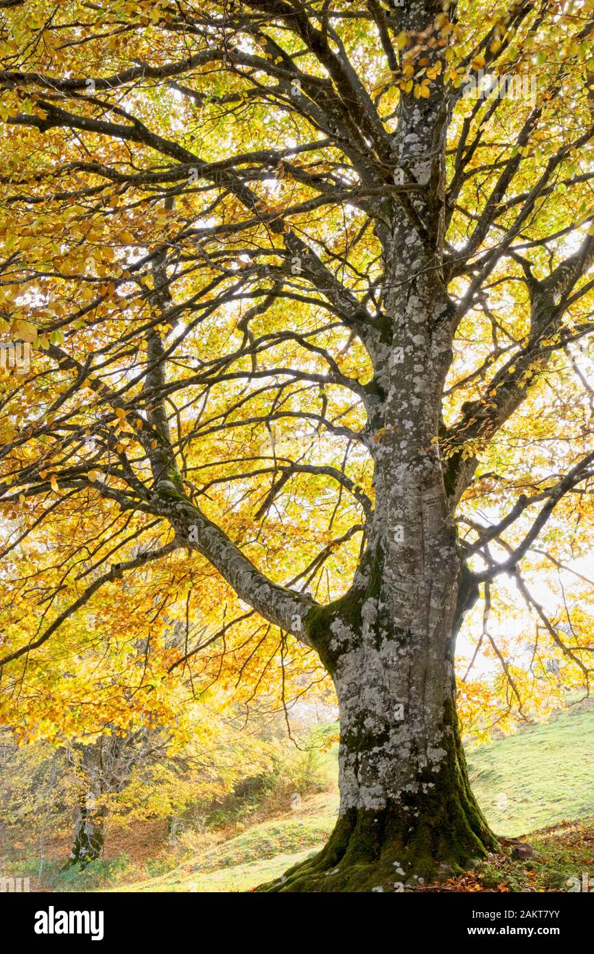 Beech tree in autumn in a beechwood. Stock Photo