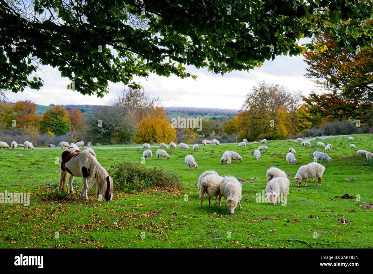 Herd of sheep and a horse on green pasture. Stock Photo