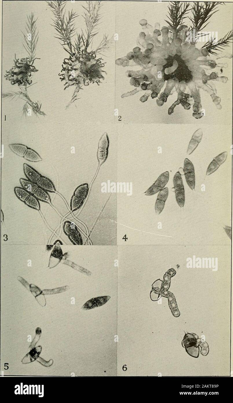 Apple rust . hese sori swell into large, finger-like projections. Eachcell of a teliospore may then send out a promycelium. Thispromycelium quickly divides into four cells, each of whichproduces a secondary spore or sporidium. (Plate I, figs. 4to 6.) As soon as the humidity decreases enough to causeappreciable evaporation the sporidia are forciblv dischargedas stated by Coons (1912, p. 230) *. The teliospores do not all germinate at once and sporidiamay be discharged several times during the season. They arereadily carried about by air currents and deposited on the *The forcible ejection of sp Stock Photo
