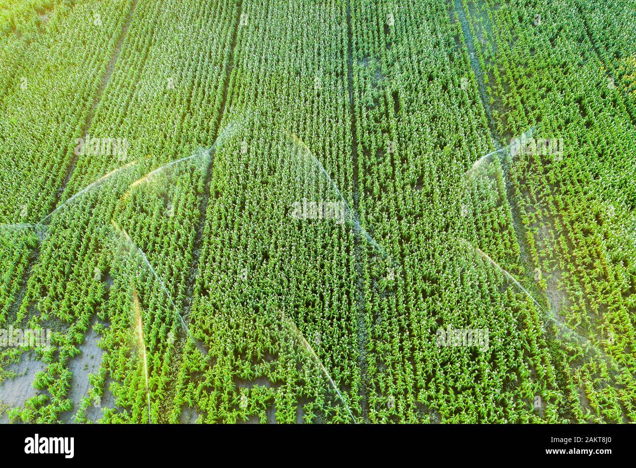 Farmland with watering. Aerial view. Stock Photo